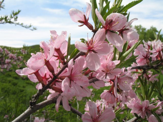 Almond tree: how and where it grows, photo