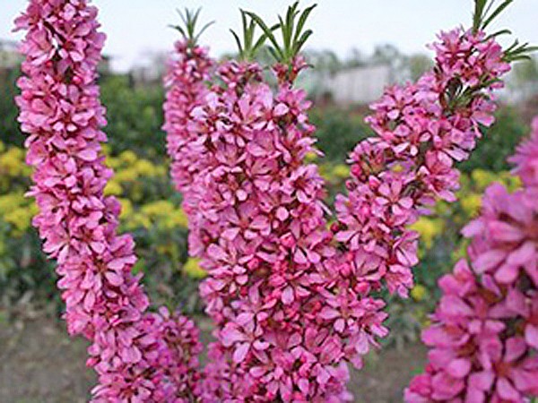 Almond tree: how and where it grows, photo