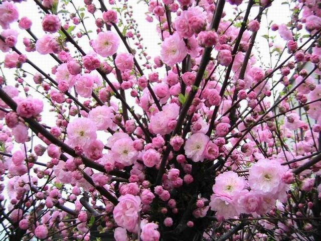 Almond tree: how and where it grows, photo