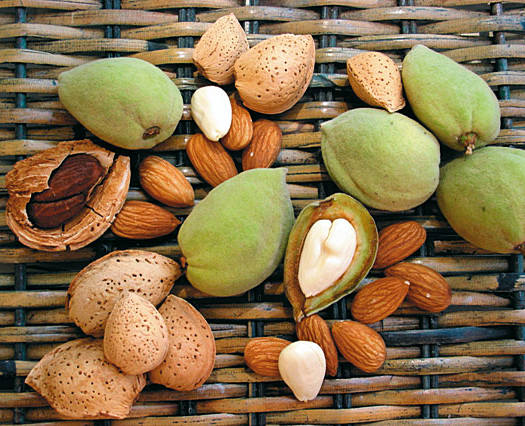 Almond tree: how and where it grows, photo