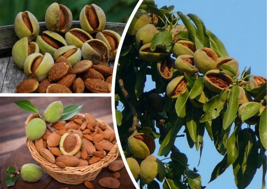Almond tree: planting and care, outdoor cultivation