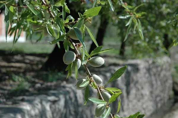 Almond tree: planting and care, outdoor cultivation