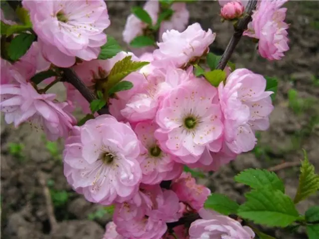 Almond tree: planting and care, outdoor cultivation