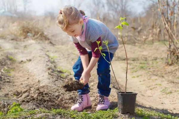 Almond tree: planting and care, outdoor cultivation