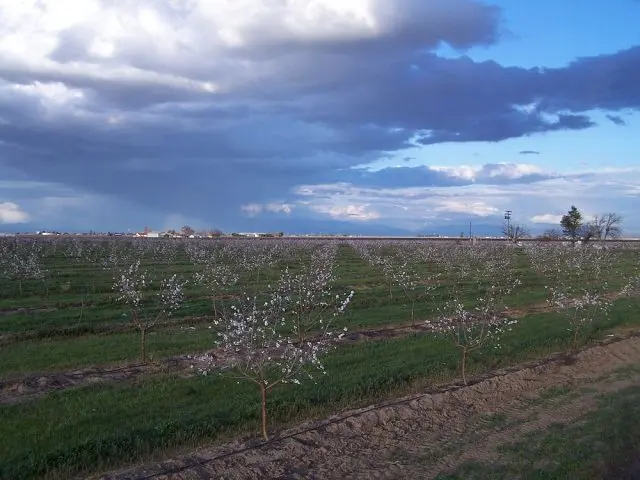 Almond tree: planting and care, outdoor cultivation