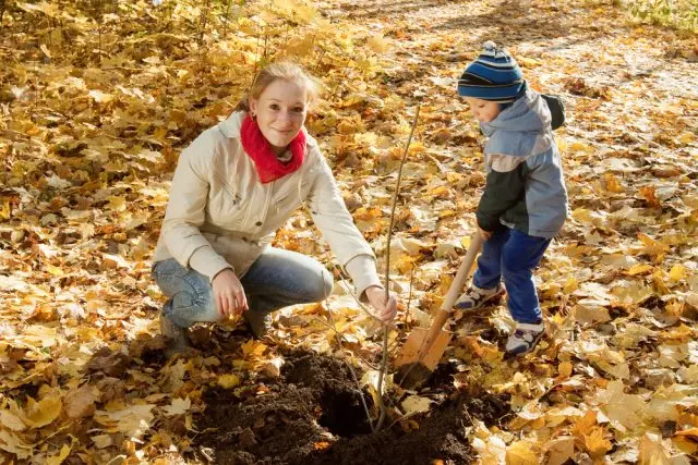 Almond tree: planting and care, outdoor cultivation