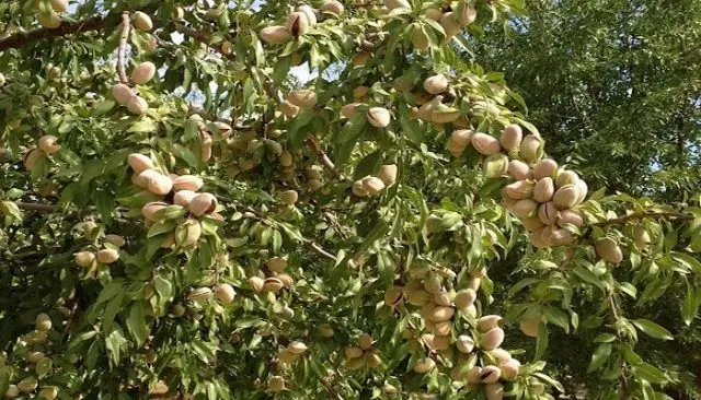 Almond tree: planting and care, outdoor cultivation