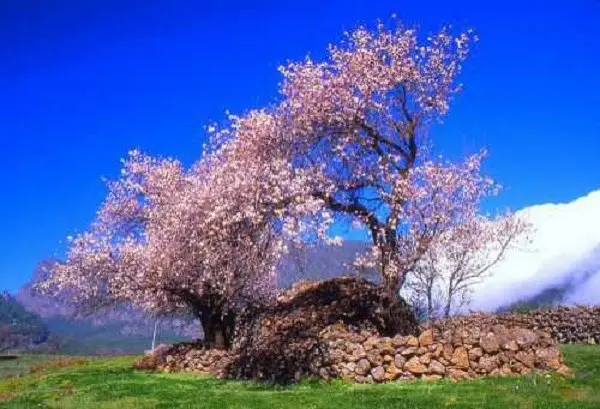 Almond tree: planting and care, outdoor cultivation