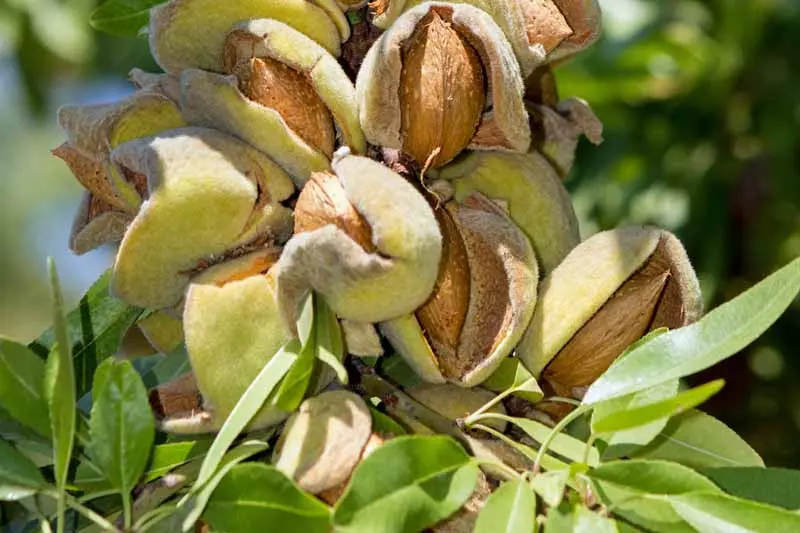 Almond tree: planting and care, outdoor cultivation