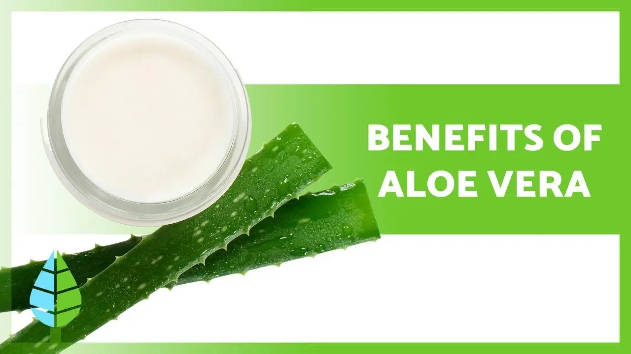 Aloe &#8211; properties, application, contraindications [WE EXPLAIN]