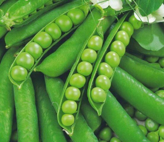 Alpha vegetable peas: variety description, taste, yield