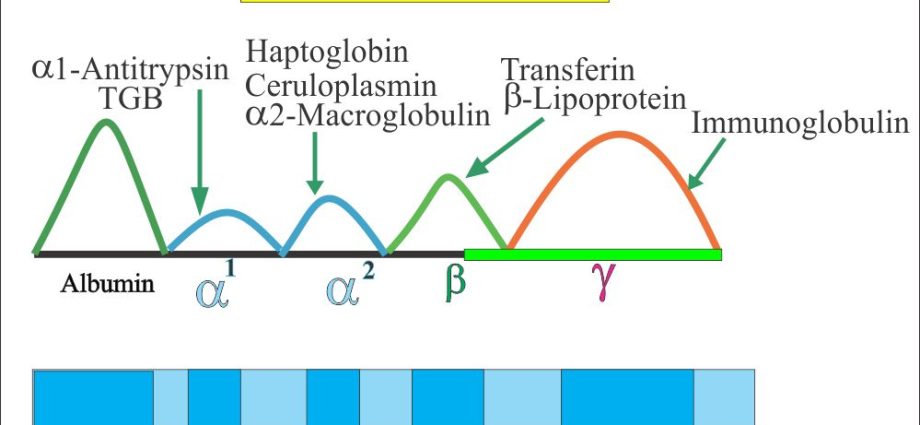 Alpha1-globulins and alpha2-globulins &#8211; what are they? When to do a globulin test?