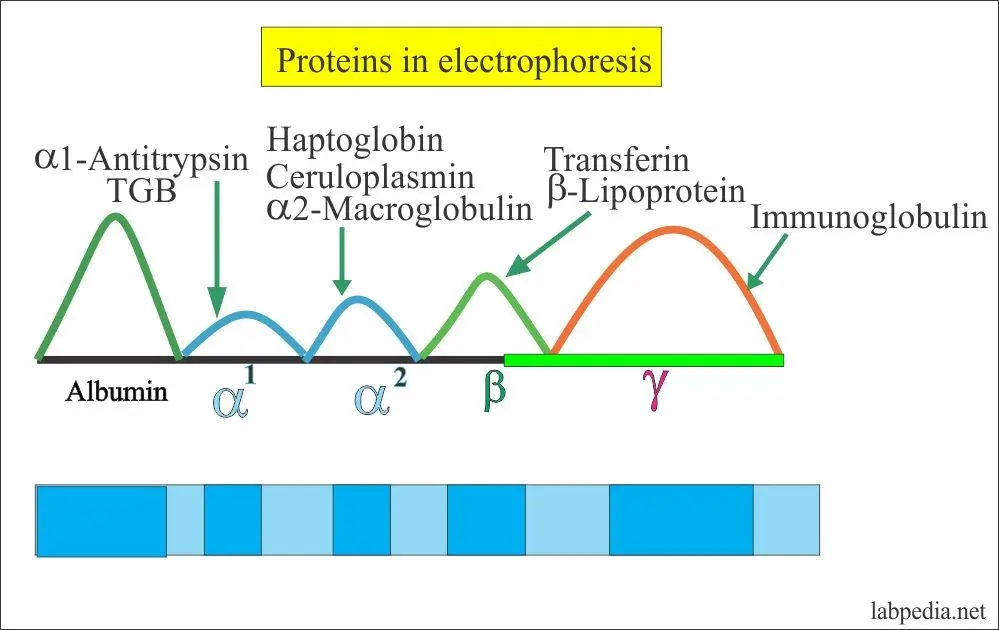 Alpha1-globulins and alpha2-globulins &#8211; what are they? When to do a globulin test?