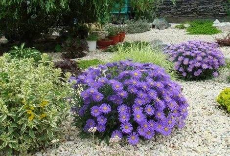 Alpine aster perennial ground cover: growing from seeds, planting