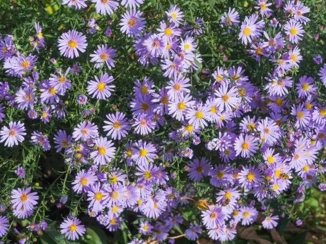 Alpine aster perennial ground cover: growing from seeds, planting