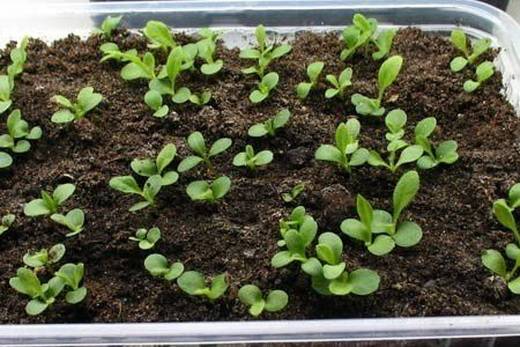 Alpine aster perennial ground cover: growing from seeds, planting