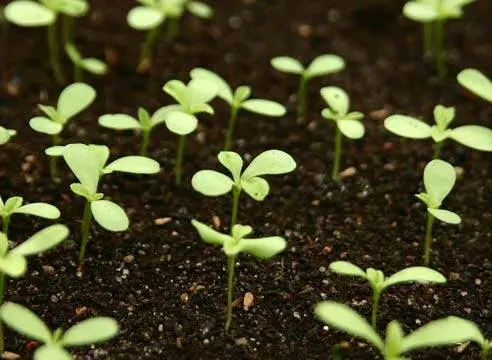 Alpine aster perennial ground cover: growing from seeds, planting