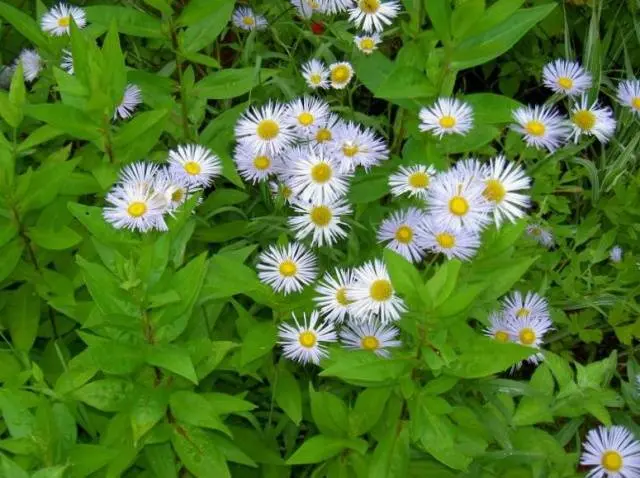 Alpine aster perennial ground cover: growing from seeds, planting