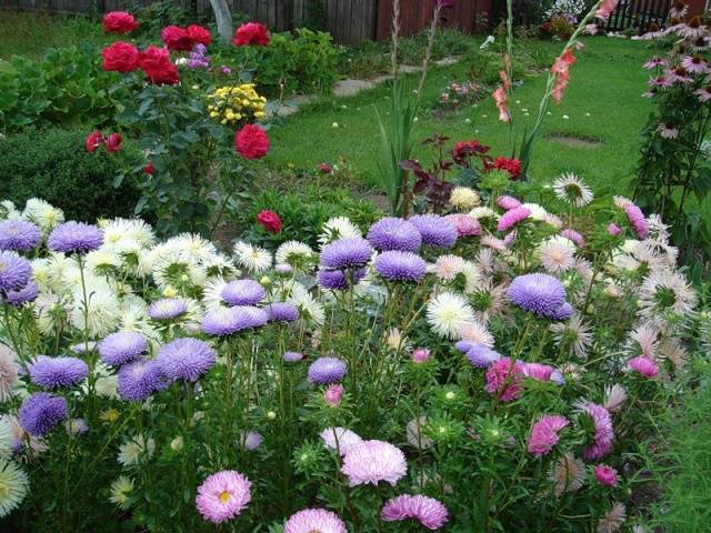 Alpine aster perennial ground cover: growing from seeds, planting