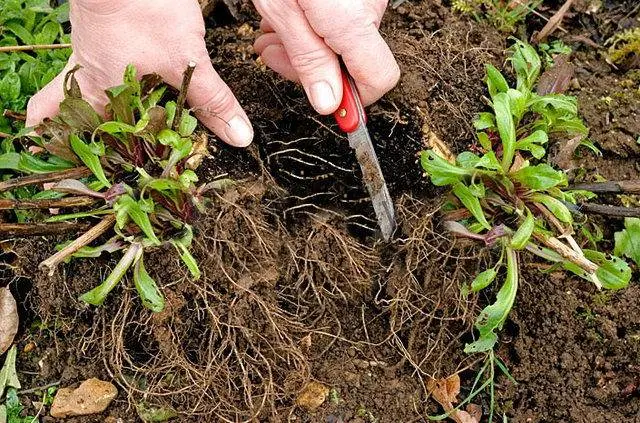 Alpine aster perennial ground cover: growing from seeds, planting