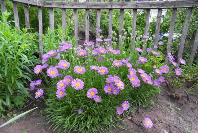 Alpine aster perennial ground cover: growing from seeds, planting