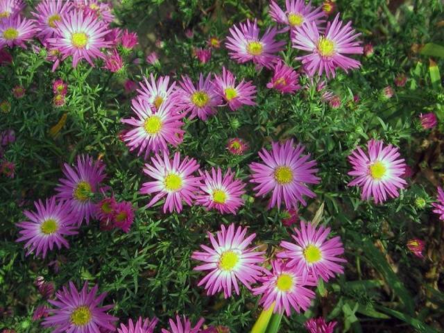 Alpine aster perennial ground cover: growing from seeds, planting