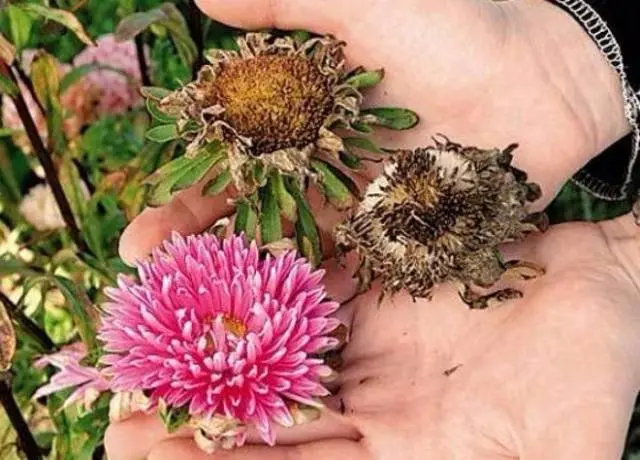 Alpine aster perennial ground cover: growing from seeds, planting