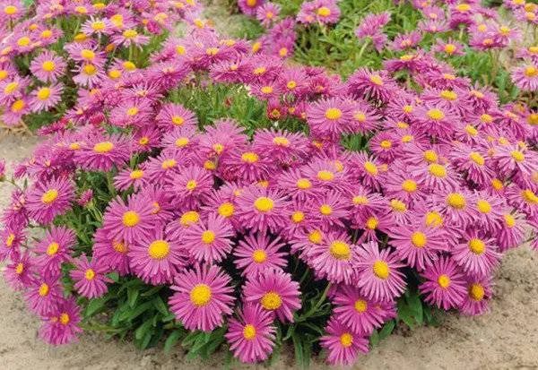 Alpine aster perennial ground cover: growing from seeds, planting