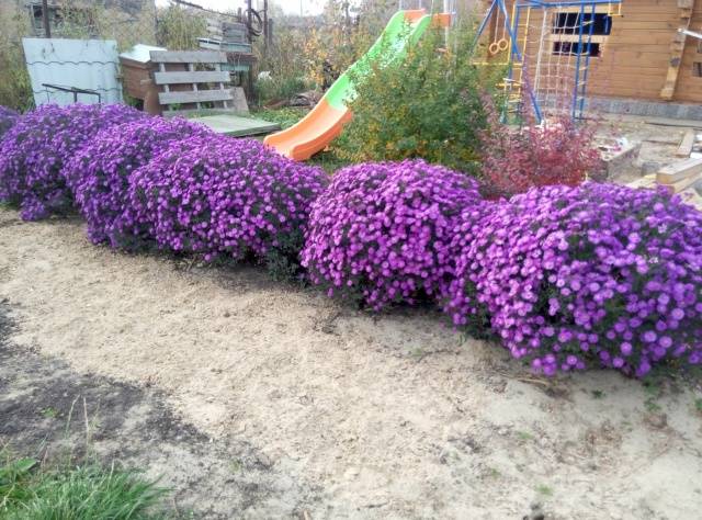 Alpine aster perennial ground cover: growing from seeds, planting