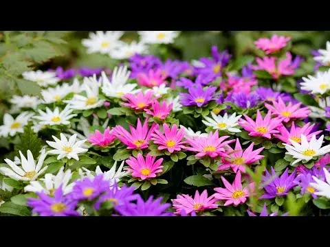 Alpine aster perennial ground cover: growing from seeds, planting