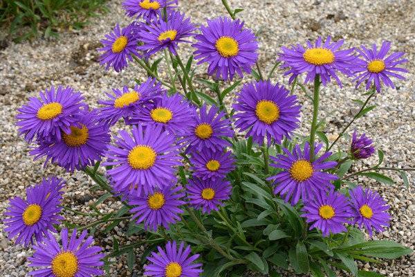 Alpine aster perennial ground cover: growing from seeds, planting