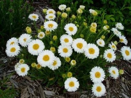 Alpine aster perennial ground cover: growing from seeds, planting