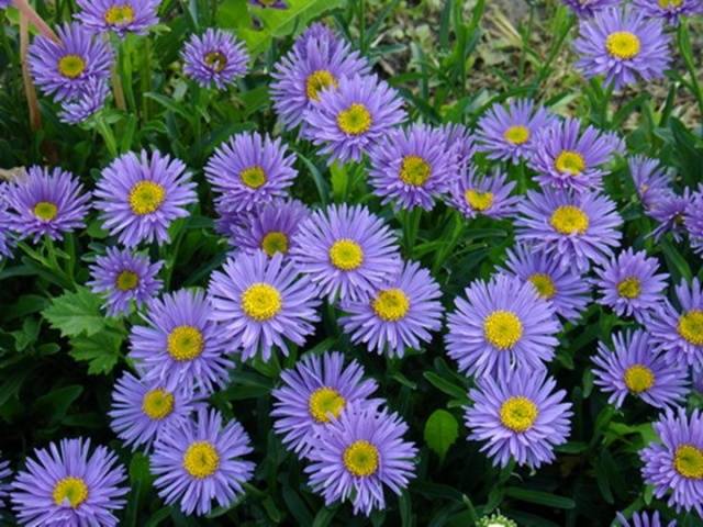 Alpine aster perennial ground cover: growing from seeds, planting