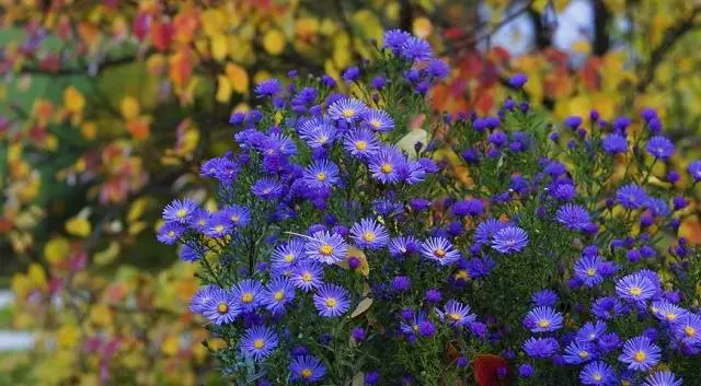 Alpine aster perennial ground cover: growing from seeds, planting