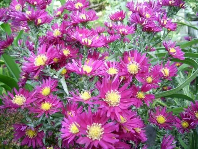 Alpine aster perennial ground cover: growing from seeds, planting