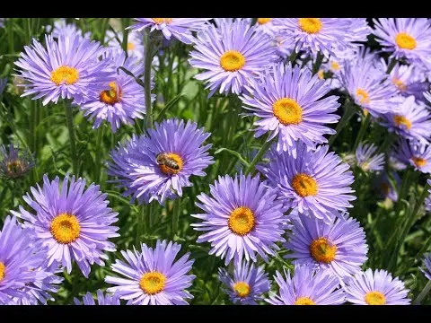 Alpine aster perennial ground cover: growing from seeds, planting