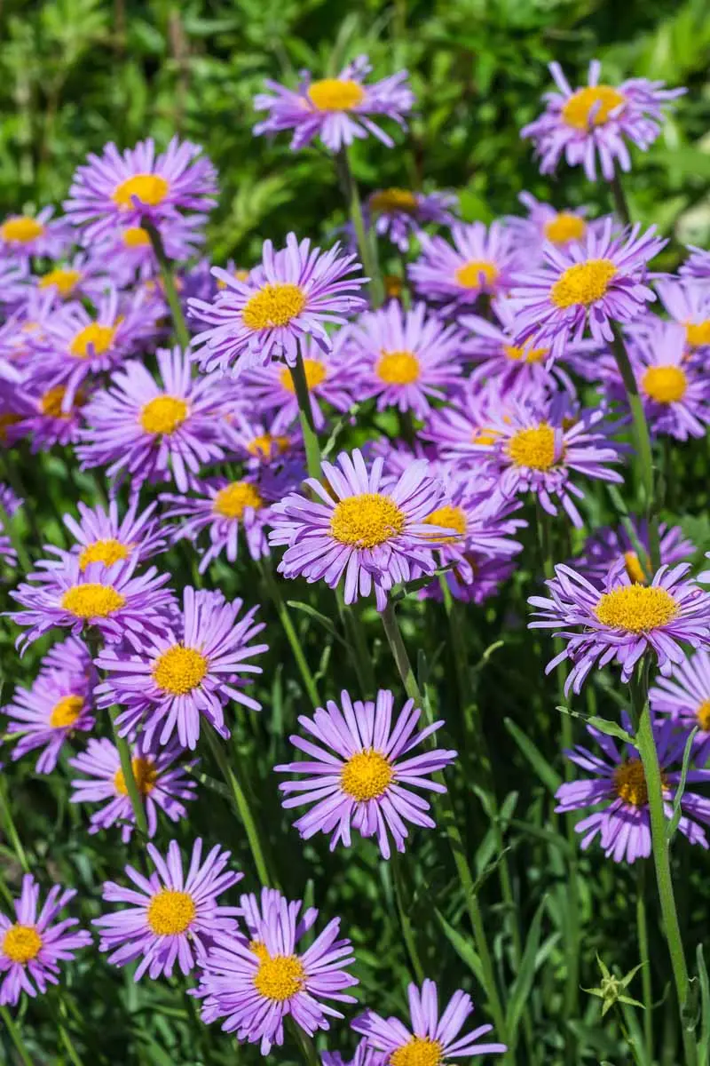 Alpine aster perennial ground cover: growing from seeds, planting