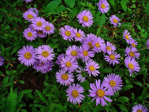 Alpine aster: planting and care, blue, pink perennial varieties Goliath, Violetta, description of the best species + photo