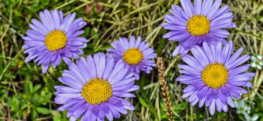 Alpine aster: planting and care, blue, pink perennial varieties Goliath, Violetta, description of the best species + photo