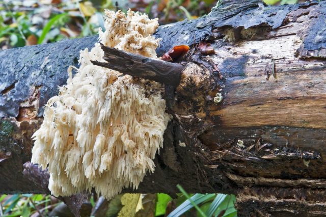 Alpine blackberry (Heritius alpine, alpine): photo and description of how to cook