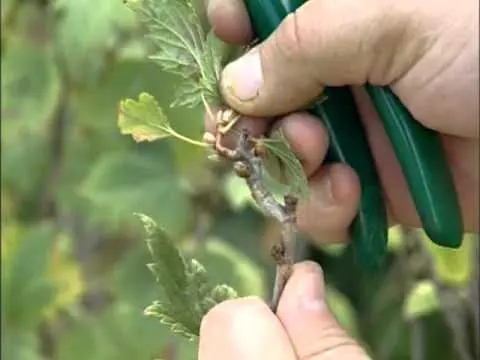 Alpine currant variety: an amazing decorative variety