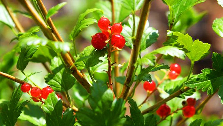 Alpine currant variety: an amazing decorative variety