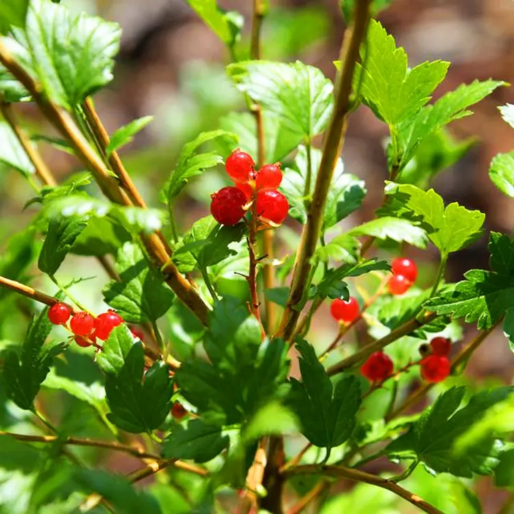 Alpine currant variety: an amazing decorative variety