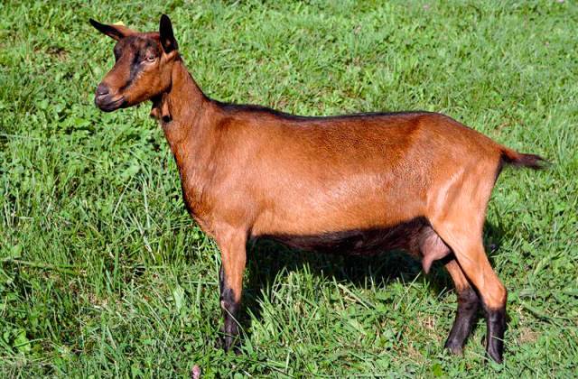 Alpine goat breed: characteristics and content