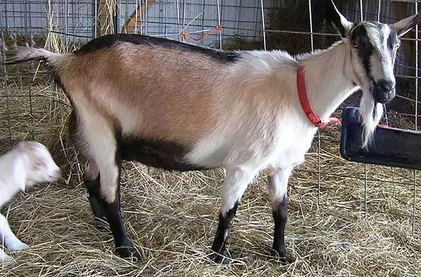 Alpine goat breed: characteristics and content