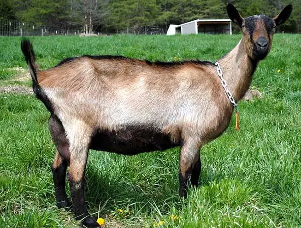 Alpine goat breed: characteristics and content