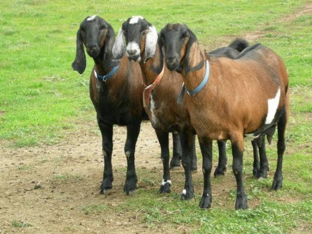 Alpine goat breed: characteristics and content