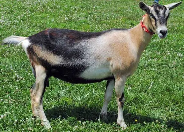 Alpine goat breed: characteristics and content