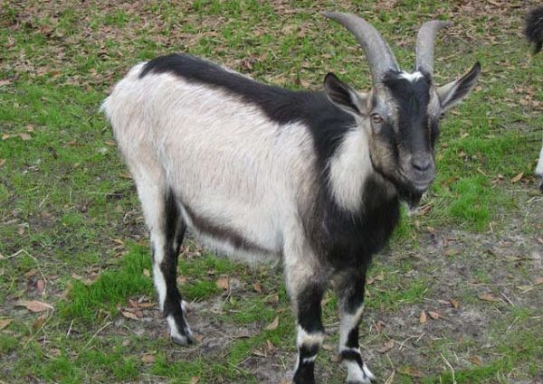 Alpine goat breed: characteristics and content