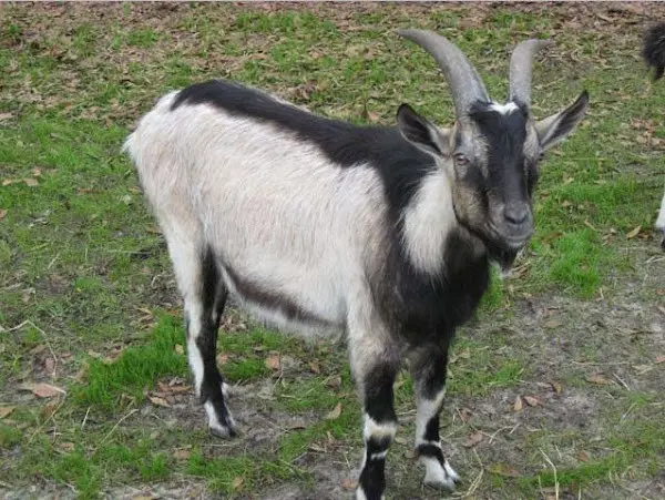 Alpine goat breed: characteristics and content